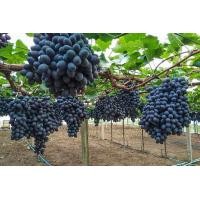 ราคา ต้นองุ่น องุ่นไร้เมล็ด รูบี้ซีดเลส Beauty Seedless Ruby Seedless เป็นองุ่นไม่มีเมล็ด ผลสีดำ รสชาติหวาน กรอบ อร่อย จัดส่งในถุงดำขนาด 6 นิ้ว (7501284688)