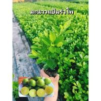ราคา ต้นมะนาวแป้นรำไพ เป็นมะนาวโบราณ ลูกดก น้ำเยอะ สั่ง 1 ได้ 3 ถุง (20853982705)