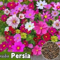 ราคา พร้อมส่ง เมล็ดพันธุ์ Porsia ที่ปลูกง่าย ปลูกได้ทั่วไทย เมล็ดพันธุ์ Porsia สด 100 เมล็ดพันธุ์ดอกไม้ผสมคอสมอส เมล็ดพันธุ์ดอกไม้ 100 เมล็ด เมล็ดพันธุ์ดอกไม้ Porsia เมล็ดพันธุ์ดอกไม้ Porsia เมล็ดพันธุ์ดอ 