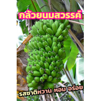 ราคา หน่อกล้วย กล้วยนมสวรรค์ หน่อกล้วยนมสวรรค์ รสชาติ หวานปลายติดเปรี้ยวนิดนึง สายพันธุ์แท้ 100 ส่งฟรี มีบริการเก็บเงินปลายทาง (20796601243)