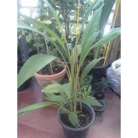 ราคา 3 เหง้า ว่านสาริกาลิ้นทอง มีอานุภาพทางเมตตามหานิยมโบราณใช้โขลกตำผสมกับสีผึ้งทาปาก เพื่อไปติดต่อเจรจาค้าขาย (7531926683)