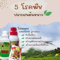ราคา ปุ๋ยน้ำโสมแดงเสริมกำลังพืชสู้โรคเพิ่มผลผลิตจัดชุดพิเศษ1 ชุดประกอบด้วย โสมแดง 1 ขวด โสมแดงแบบซอง 1ซอง แดงควิก 1 ขวด (21175560993)