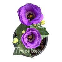 ราคา กุหลาบไร้หนาม กระถาง 6 นิ้ว (20713923760)