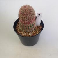 ราคา เรนโบว์ Rainbow Cactus แมมมิลลาเรีย Mammillaria แคคตัส กระบองเพชร MA00 (21059069307)
