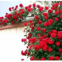 ราคา กุหลาบเลื้อยสีแดง40เมล็ด (9695834923)