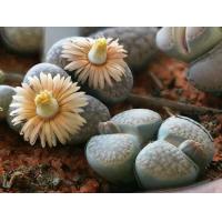 ราคา 10 เมล็ด Living Stones ไลทอป กระบองเพชร ไม้อวบน้ำ กุหลาบหิน แคคตัส สายพันธุ์ Lithops verruculosa (19904520515)