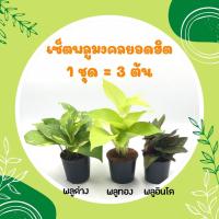 ราคา โปร 1 1 เซ็ตมหาเฮง 1 ชุด 3 ต้น ต้นกุมารทอง เศรษฐีรวยทรัพย์ ต้นเศรษฐีนำโชค ไม้มงคลเศรษฐี ต้นไม้มงคลสวยๆ ไม้มงคลโชคลาภ ไม้มงคลจิ๋ว (16166356109)