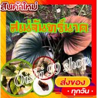ราคา เสน่ห์จันทร์นาค ไม้มงคลแห่งความมั่งคั่งและเมตตามหานิยม ใบสีสวย ไห้โชคไห้ลาภ ขายแบบหน่อชิ้นตาโต 1ชิ้น แพค (12456665273)
