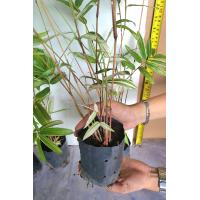 ราคา ไผ่ผากด่างทองผาภูมิ ไผ่ผากลำด่างใบด่าง (20722769294)