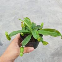 ราคา ต้นหม้อข้าวหม้อแกงลิง ไม้กินแมลง กินยุง มาในกระถางพร้อมตั้ง (17296015266)