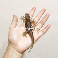 ราคา ตัวใหญ่ ขนาด 5 5 นิ้ว จิ้งจก จิ้งจกปลอม จิ้งจกแกล้งคน สัตว์ปลอม ของเล่นแกล้งคน (16108236155)