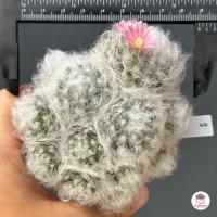 ราคา แมมขนแกะ Mammillaria Bocasana แคคตัส กระบองเพชร cactus succulent (6073906872)