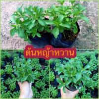 ราคา ต้นหญ้าหวาน (15218033376)
