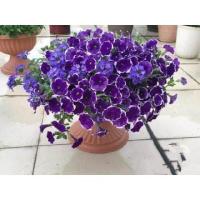 ราคา 200 แคปซูล แพ็ค กระถางไม้ประดับเมล็ดดอกวัวแคระเมล็ด ของแท้ 100 เมล็ดพิทูเนีย เมล็ดพันธุ์ ดอกพีทูเนียเตี้ย คละสี Mixed Dwarf Petunia Flower Seeds ไม้มงคลราคาถูก พิทูเนีย ต้นดอกไม้สวยๆ ต้นไม้ฟอกอากาศ ต้