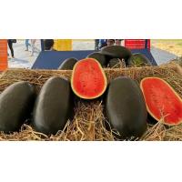 ราคา เมล็ดพันธุ์ แตงโม เมล่อน แคนตาลูป ทุกสายพันธุ์ 10 50 เมล็ด แตงโม แตงโมเหลือง แตงโมดำ แตงโมไร้เมล็ด (21149416925)