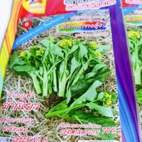 ราคา เมล็ดพันธุ์ กวางตุ้งฮ่องกง 10 กรัม ตรา ม้ารุ้ง กวางตุ้งดอก กวางตุ้งดอก กวางตุ้งฮ่องกง เมล็ดผัก ผักสวนครัว (20916748106)