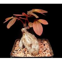 ราคา มะยมเงิน มะยมทอง 5หัว Phyllanthus Mirabilis ไม้ มงคล เรียกทรัพย์ ปลูกหน้าบ้าน เป็นไม้ป่าหายาก โขดใหญ่ เลี้ยงง่าย ไม้ชอบแดด (914366063)