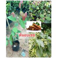 ราคา ต้นอบเชยเทศ หรืออบเชยลังกา สมุนไพรใช้ทำเครื่องเทศ มีกลิ่นหอมแบบชำกิ่งขนาด50 70เซนฯ (19494366114)