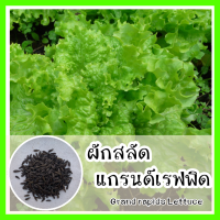ราคา พร้อมส่ง รหัส 024 เมล็ดพันธุ์แท้ OP นิยมปลูกแพร่หลาย ในไทย รสชาติดี ปลูกง่าย ผักสลัด แกรนด์เรฟพิด Grand Rapids Lettuce เมล็ดพันธุ์ผัก (6146062456)