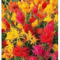 ราคา สร้อยไก่คละสี 50 เมล็ด5แถม1 10แถม3 (12415921094)