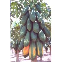 ราคา เมล็ดพันธุ์มะละกอพันธุ์ต่างๆมีดังนี้ (10002090428)