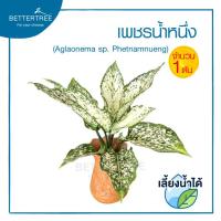 ราคา เพชรน้ำหนึ่ง จำนวน 1 ต้น เลี้ยงน้ำได้ ไม้น้ำ ต้นไม้ plant (21143871467)
