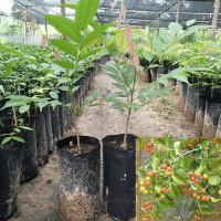 ราคา ต้นกำลังเสือโคร่งเพาะเมล็ดสมุนไพรหายาก (4942258640)