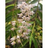 ราคา เอื้องมะเขือลาว กล้วยไม้ ติดไม้ยาว 6 นิ้ว ขนาด 8 12 ลำต้น ยาว 1 2 ฟุต ดอก มี ค ก ค กล้วยไม้ป่าแท้ กล้วยไม้ป่าหอม กล้วยไม้ป่าขวด Taeng Suan shop (13113339867)