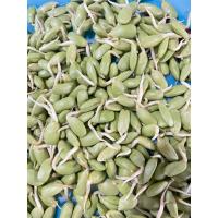 ราคา หน่อเหรียง ลูกเหรียงสด 500กรัม ผักพื้นบ้านปักษ์ใต้ (20489349599)