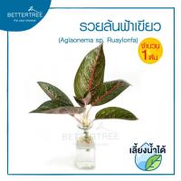 ราคา ต้นไม้ตัดกิ่งเลี้ยงน้ำ จำนวน 1 กิ่ง ต้นไม้ฟอกอากาศ พลูด่าง ต้นไม้ plalnts (21152003610)