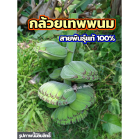 ราคา หน่อกล้วย กล้วยเทพพนม หน่อกล้วยเทพพนม เนื้อเหนียว นุ่ม สายพันธุ์แท้100 ส่งฟรี มีบริการเก็บเงินปลายทาง (20796603600)