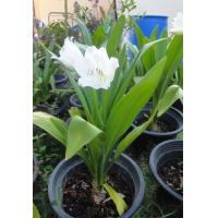 ราคา 1หัว ชุด หัวหน่อ ว่านมหาบัว ดอกขาว Crinum moorei ดอกสวย กลิ่นหอมฟุ้งกระจาย เป็นว่านศิริมงคล ขนาดหัว 20 ซม ถือว่าเป็นว่านตระกูลกวัก (4375684782)