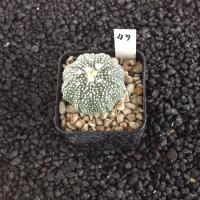 ราคา Astrophytum แคคตัส กระบองเพชร ราคาส่ง สวยๆ AA02 (18441264495)