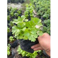 ราคา ขึ้นฉ่าย Celery ต้นพันธุ์พร้อมปลูกในถุงดำ 29 บาท (6634552731)