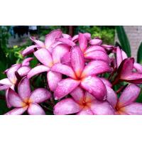 ราคา ต้นลีลาวดี ม่วงล้านนา ต้นสูง 45 60cm ในกระถาง11นิ้ว ม่วงล้านนา พื้นดอกสีขาว ขอบสีม่วงเปลือกมังคุด มีลายสีเข้มในดอก ดกเป็นช่อ มีกลิ่นหอม ดอกมีขนาดไม่ใหญ่มาก ฟอร์มต้นปกติสูงประมาณ 3 3 5เมตร (15722630912
