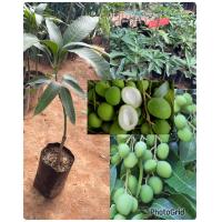 ราคา ต้นมะม่วงเบาเสียบยอด มะม่วงเบาใต้สูง 50 60เซนฯม่วงเปรี้ยว กินกับน้ำปลาหวาน (15053826563)