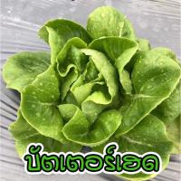 ราคา เมล็ดผักอินทรีย์ เมล็ดพันธุ์ผักสลัด เมล็ดผักสลัด 100 200 เมล็ด 10 บาท 10 แถม 1 คละได้ (17441997706)