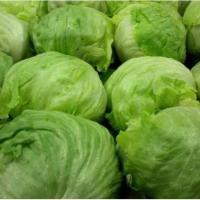 ราคา เมล็ดผักสลัดแก้วผักกาดแก้ว บรรจุ300เมล็ด (11101656225)