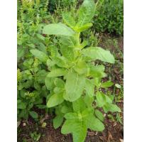 ราคา เมล็ดพันธุ์ อิตาเลี่ยนเบซิลใบใหญ่ ITALIAN Large Leaf Basil ซองละ 39 บาท เมล็ดจากบ้านสวนปลูกต่อได้ (9508598377)