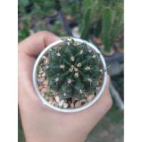 ราคา ยิมโนไซค์ใหญ่ 4 6cm ขึ้นไป ไม้เมล็ดเชื้อด่าง ไม้เมล็ดพร้อมให้ดอก เก็บจากโคลนดัง ไม้จากสวนเราเอง ยิมโนGymnocalycium (10159008459)