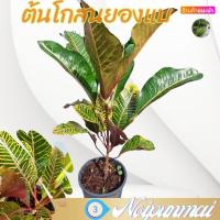 ราคา ต้นโกสนยองแบ กระถาง 6 นิ้ว ส่งพร้อมกระถาง ไม้จัดสวนไม้ประดับ (20884149278)