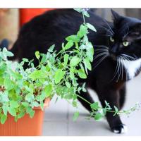 ราคา เมล็ดพันธุ์ แคทนิป ตำแยแมว สมุนไพรน้องแมว นำเข้า Catnip Seed บรรจุ 40 200 เมล็ด (20083820121)