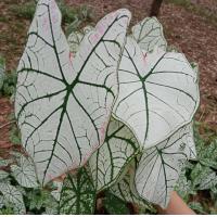 ราคา บอนสีอิเหนาขาว10หัวขนาดหัวกลางๆมีของแถมทุกกล่องนะคะราคา29บาทค่ะ (10573591151)