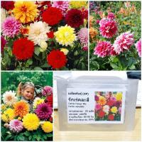 ราคา เมล็ดพันธุ์ ดอกรักเร่คละสี ดอกใหญ่ Dahlia Flower Mix Seed 20 เมล็ด ของแท้ เมล็ดพันธุ์ดอกไม้ ผักสวนครัว เมล็ดพันธุ์ผัก (2404580444)