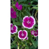 ราคา ดอกผีเสื้อ (11770934580)