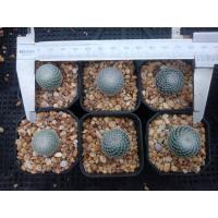 ราคา ส่งฟรีไม่ต้องง้อโค้ด จัดชุด หลากหลายสายพันธ์ ที่นี่ที่เดียวเท่านั้น ต้นกระบองเพชร ต้นแคคตัส แคคตัส กระบองเพชร (16521135880)