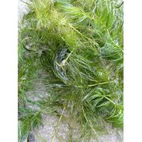 ราคา สาหร่ายหางกระรอก ขนาด 200 กรัม (12570036505)