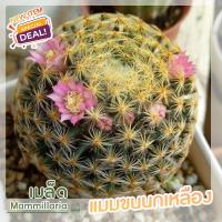 ราคา เมล็ดแมมขน ชุด10เมล็ด เก็บใหม่ แมมขนนก ขนแกะ ขนแมว ขนนกเหลือง คามิเน่ นกขาวญี่ปุ่น ดอกชมพู ขาว เขียว แมมมิลลาเลีย (11216056020)
