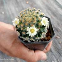 ราคา แมมขนนกเหลือง ดอกชมพู Mammillaria Schiedeana ไม้เมล็ด ขนาด 3 4 ซม ต้นกระบองเพชร ต้นแคคตัส แคคตัส กระบองเพชร (20325285193)