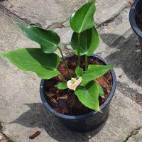 ราคา หน้าวัวแคระ มาพร้อมกระถาง (17297966188)